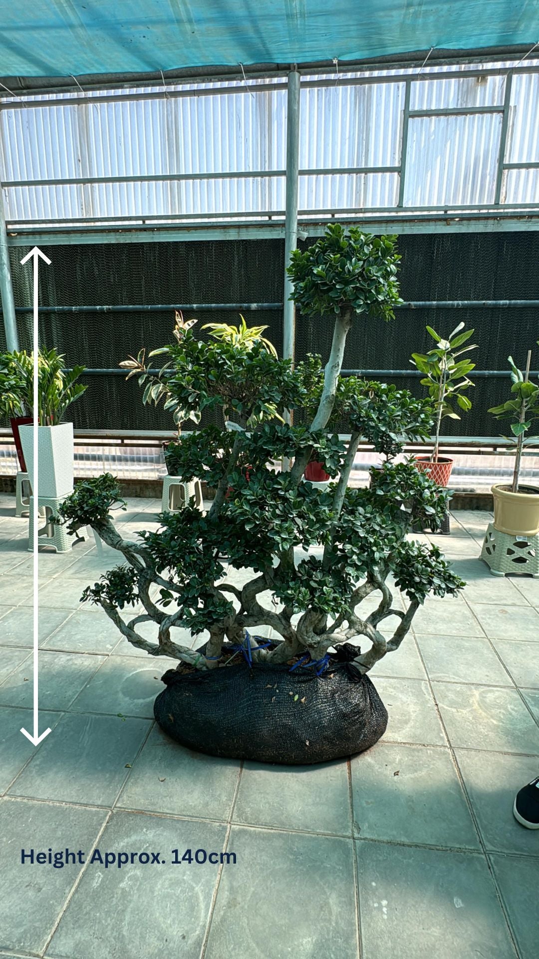 Bonsai Ficus Microcarpa Tree - Indoor Plant - شجرة بونساي