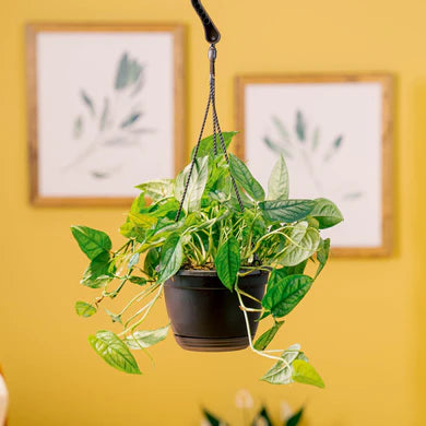 Monstera Siltepecana - Indoor House Plant - نبات داخلي