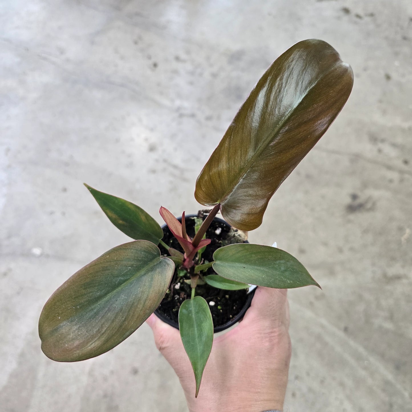 Philodendron Florida Bronze - Indoor House Plant - نبات داخلي