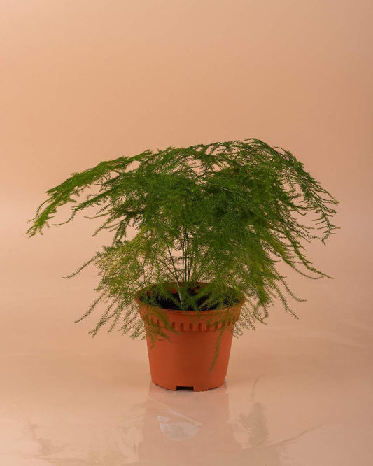 Asparagus Plumosa - Asparagus Fern - Indoor Plant - نبات داخلي