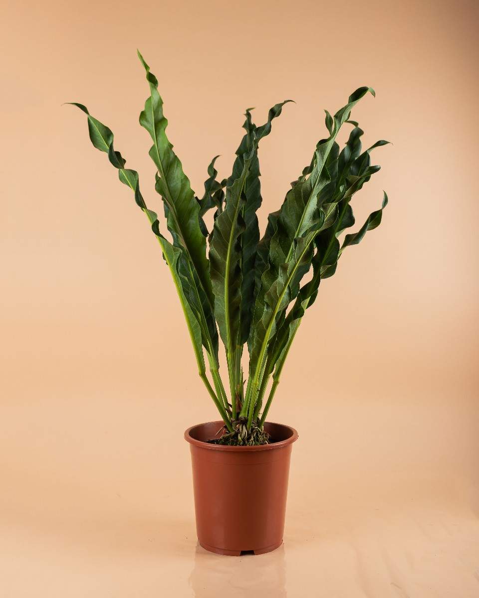 Anthurium Renaissance - Indoor House Plant - نبات داخلي