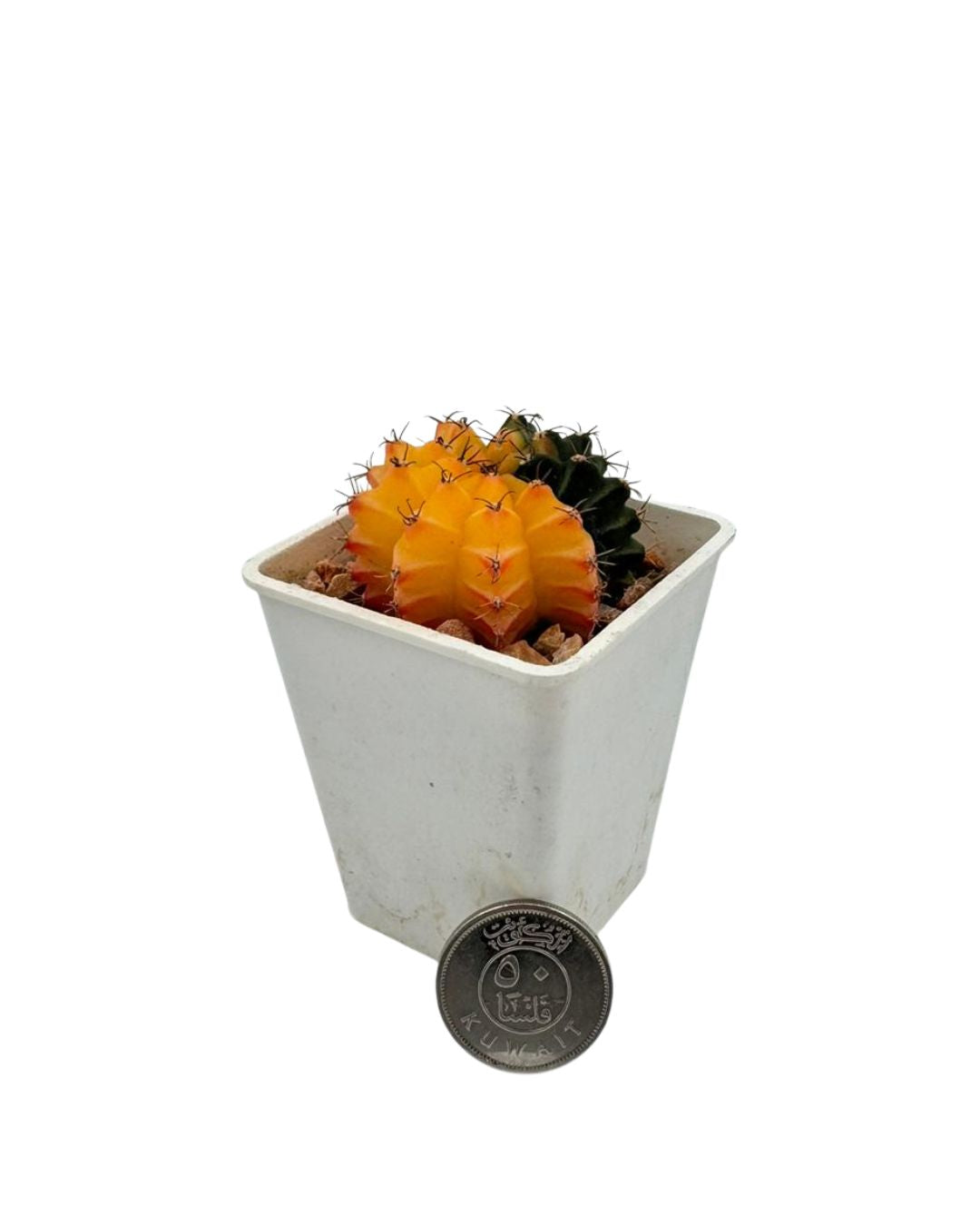 Varigated Stars Cactus - نبات صبّار