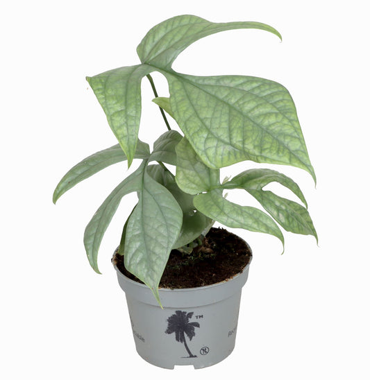 Monstera Amydrium Medium Silver - Indoor House Plant - نبات داخلي