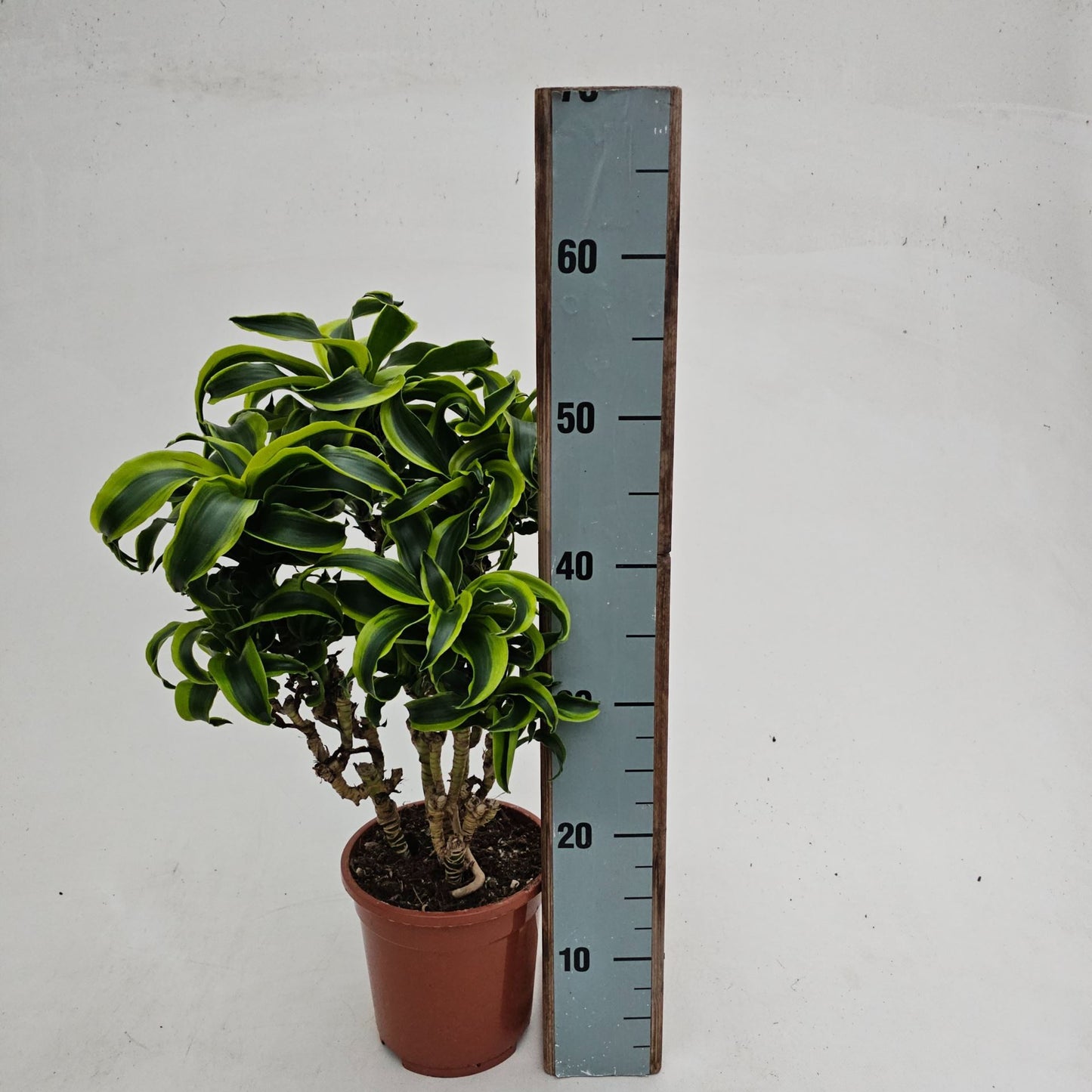 Dracaena Tornado branched - نبات داخلي