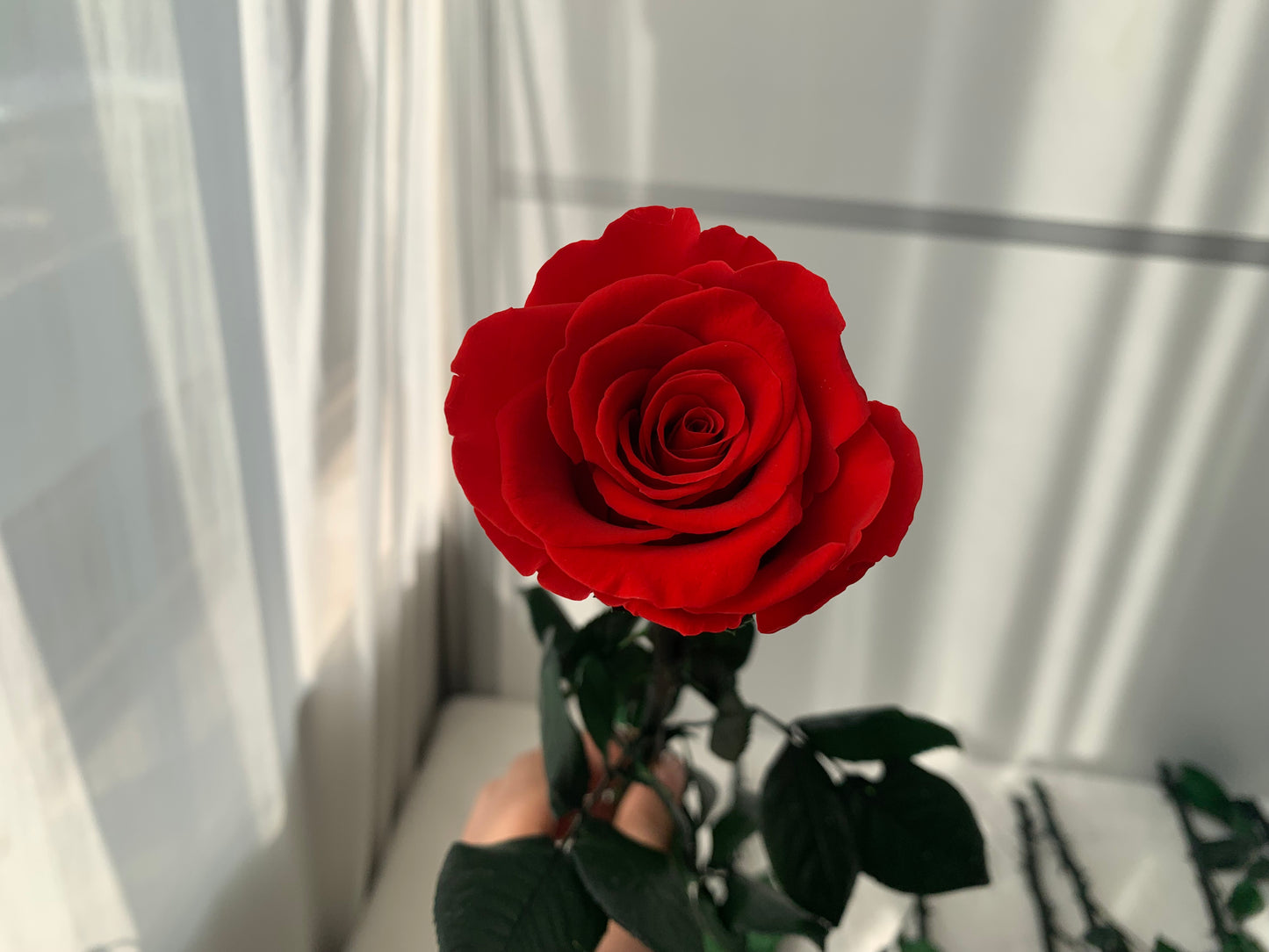 Eternal Rose Stem - الوردة الخالدة