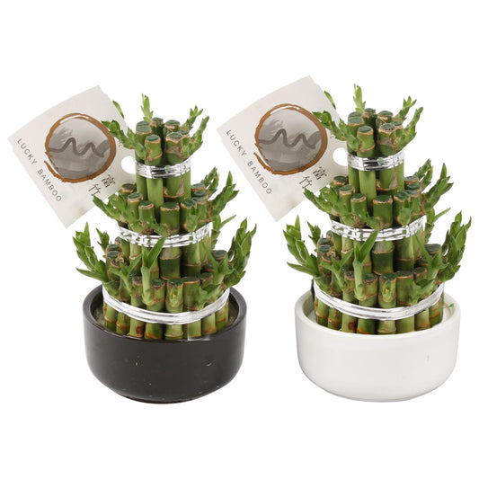 Lucky Bamboo - Tabletop Indoor Plant - نبات داخلي - دراسينا