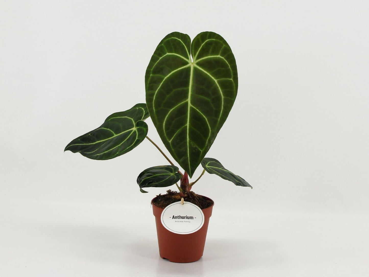 Anthurium Regale - Rare Indoor House Plant - نبات داخلي