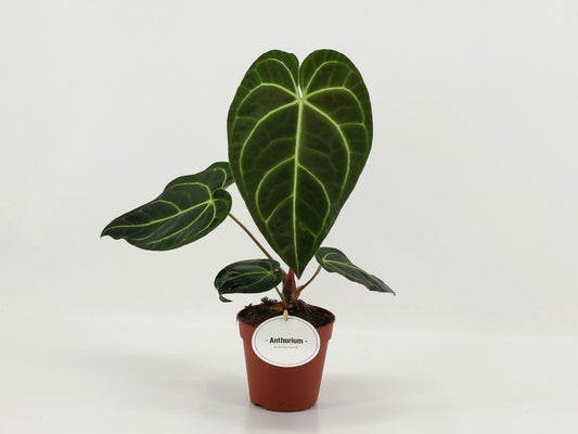 Anthurium Regale - Cozy Living Room Tabletop 45cm