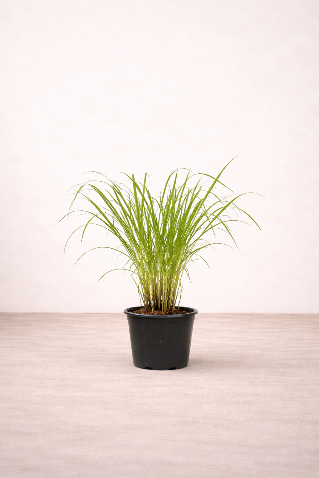 Lemon Grass Plant - عشب الليمون
