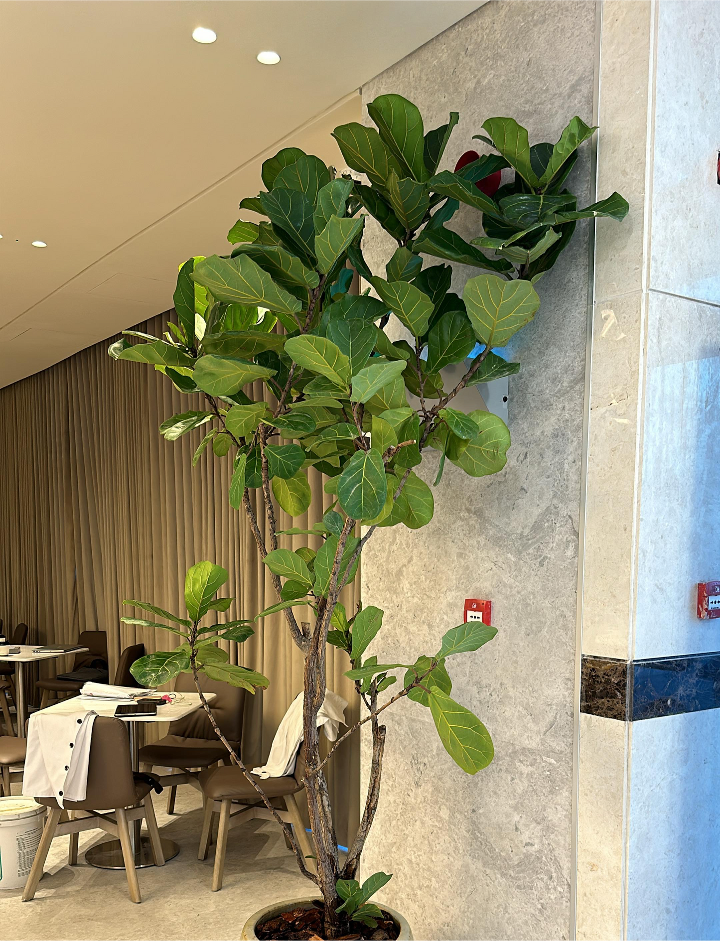 Ficus Lyrata - Fiddle Leaf Fig Tree (250cm)