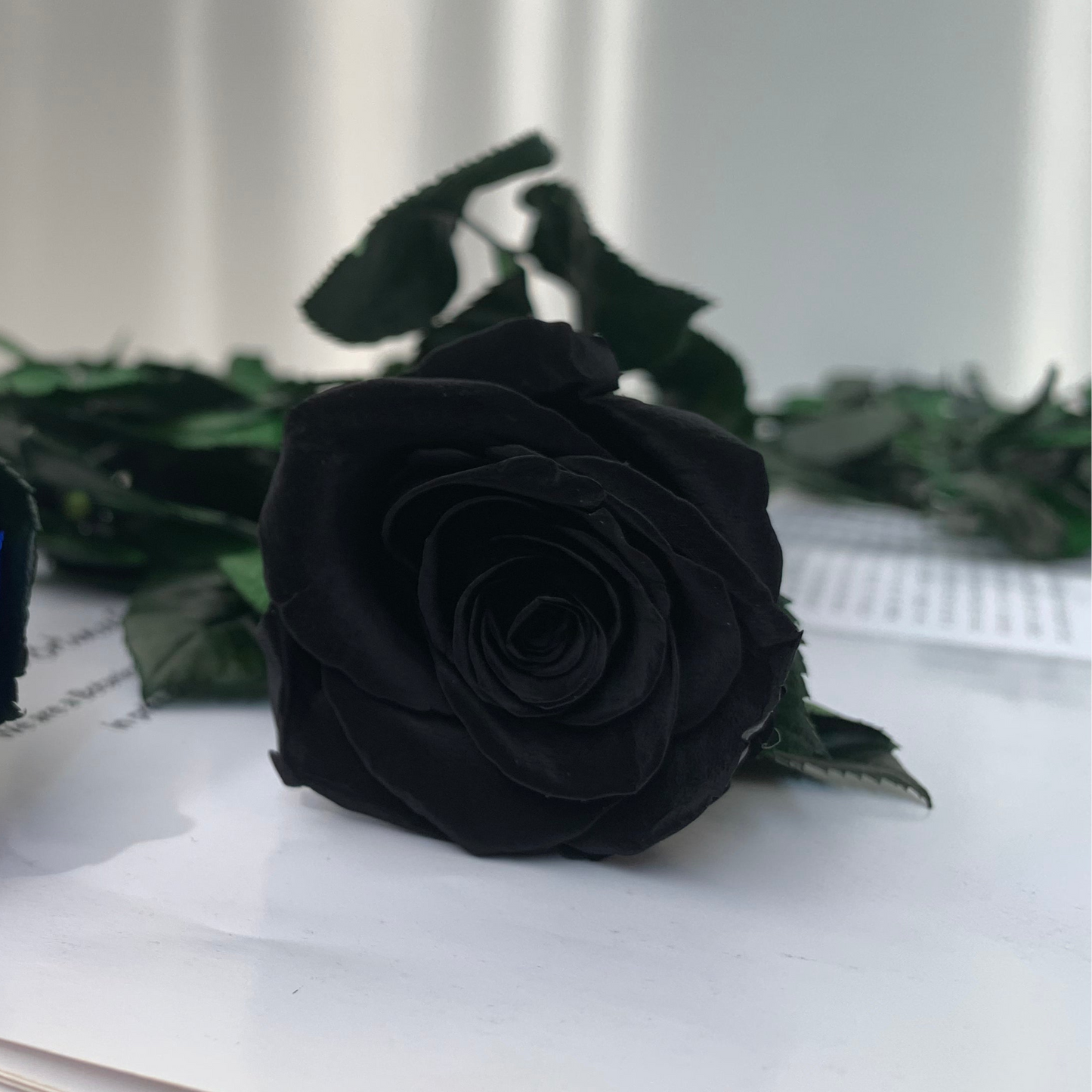 Eternal Rose Stem - الوردة الخالدة
