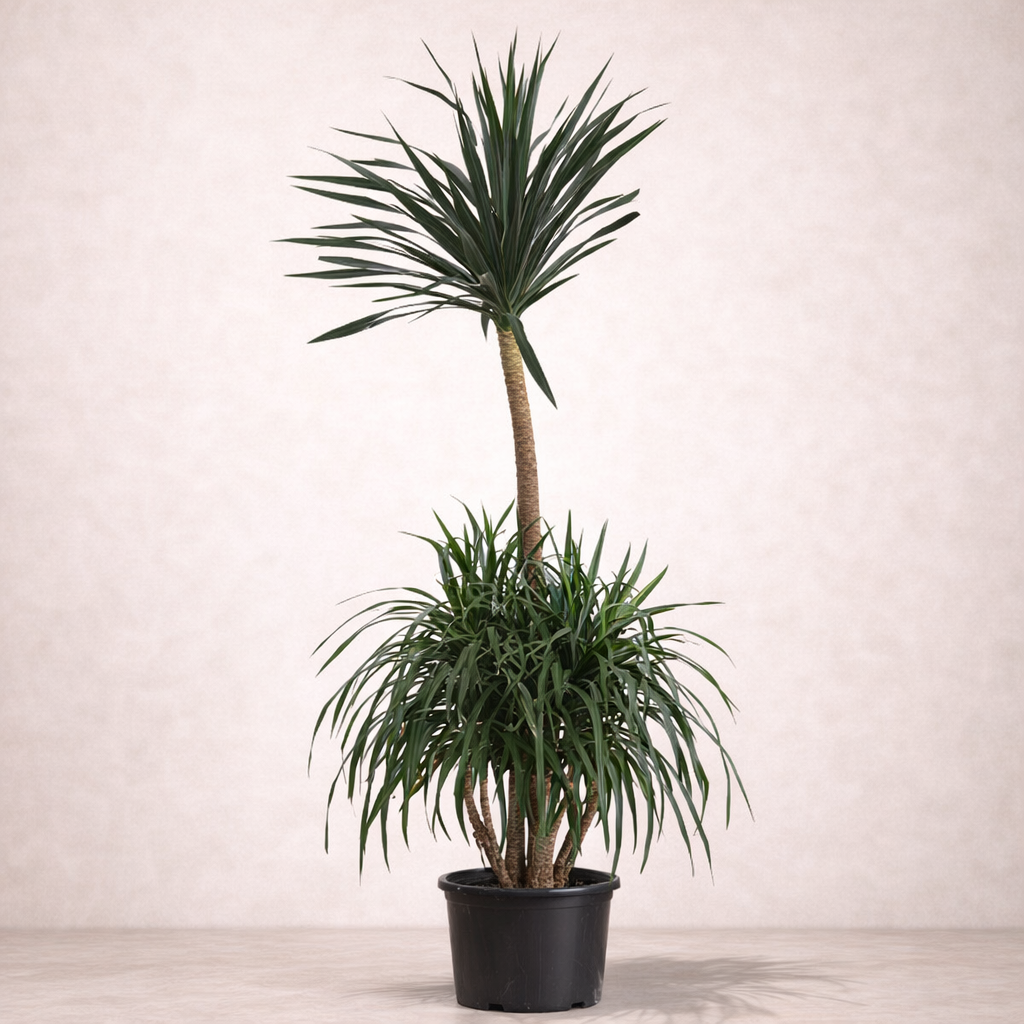Dracaena Draco - Green - Indoor Plants - النباتات الداخلية