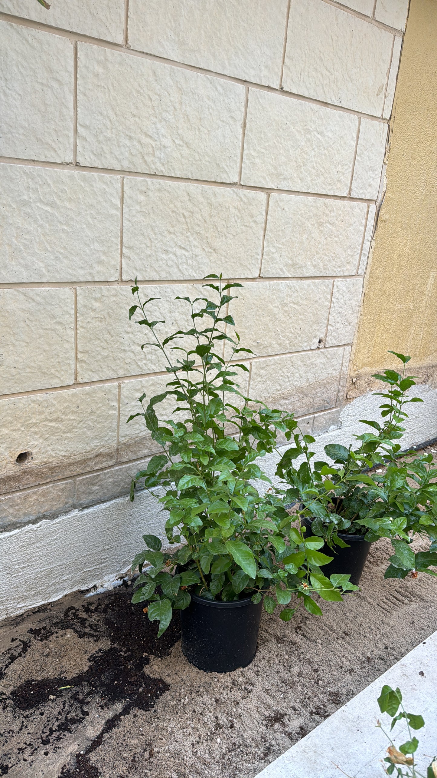 Jasmine Sambac – الياسمين العربي (الفل)