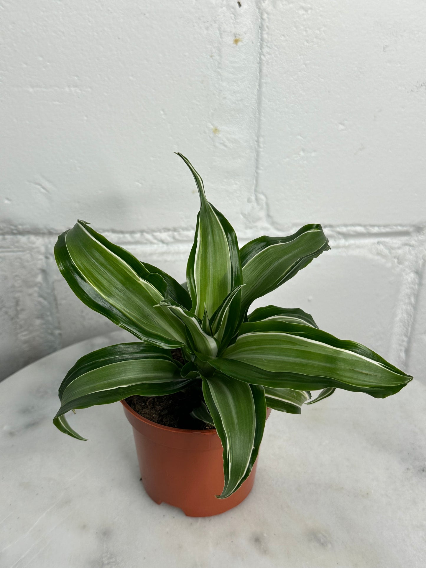 Dracaena - Indoor House Plant - نبات داخلي
