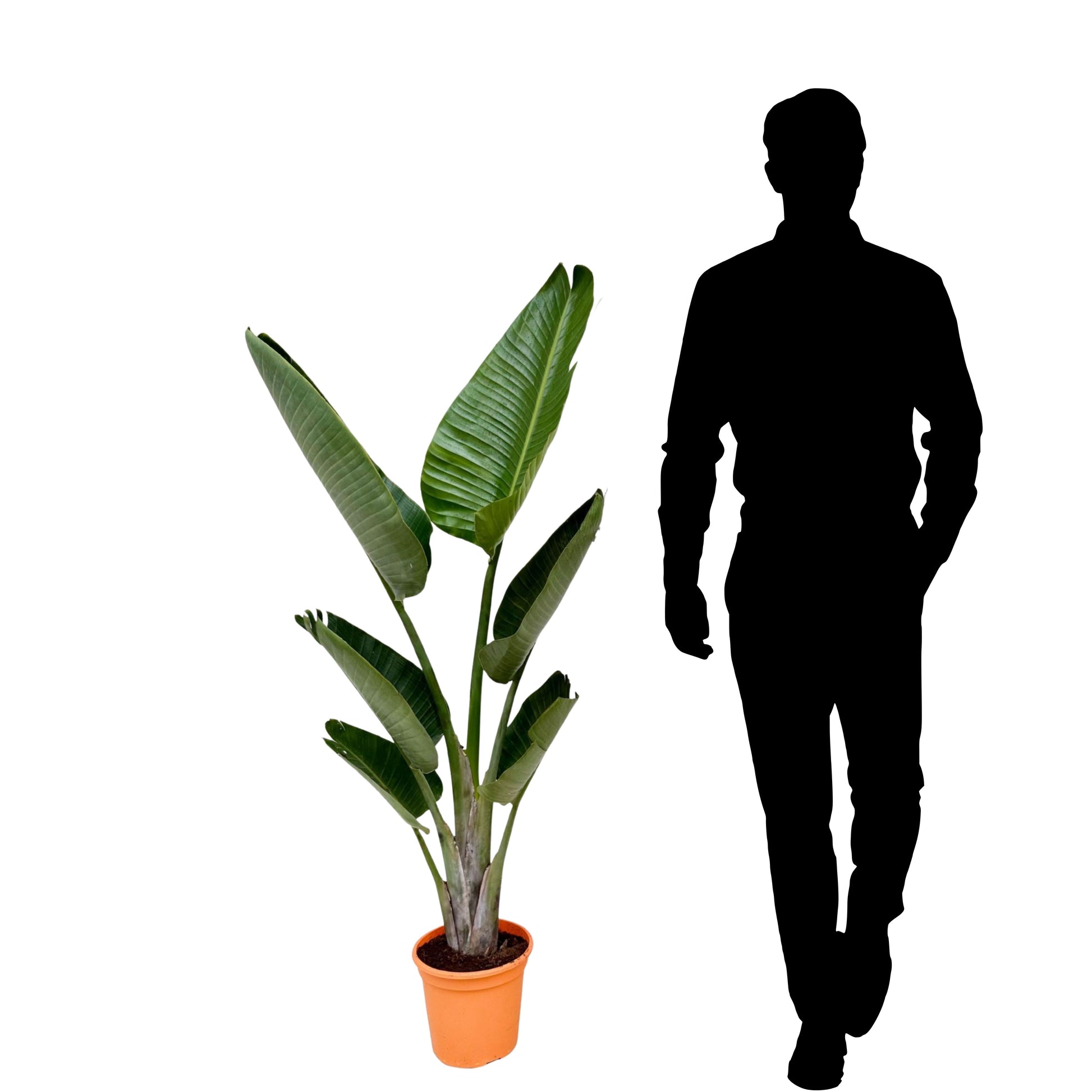 Strelitzia Nicola...