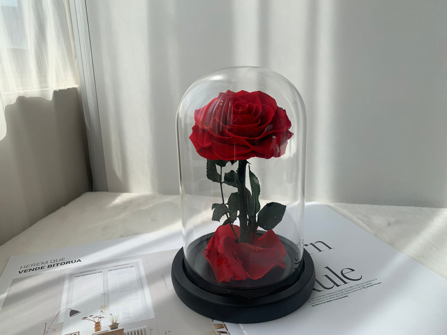 Forever Rose Dome 12cm x 20cm - الوردة الخالدة