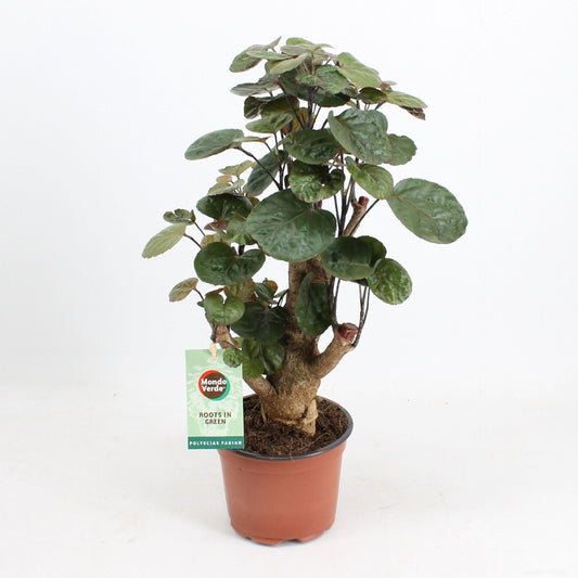 Polyscias Fabian showcasing its dark green, glossy leaves and upright growth habit, displayed in an indoor setting.