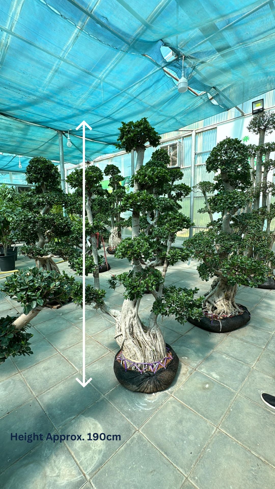 Bonsai Ficus Microcarpa Tree - Indoor Plant - شجرة بونساي