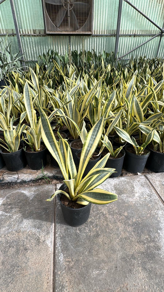 Sansevieria Aubrytiana Yellowstone – Indoor Snake Plant | نبات داخلي