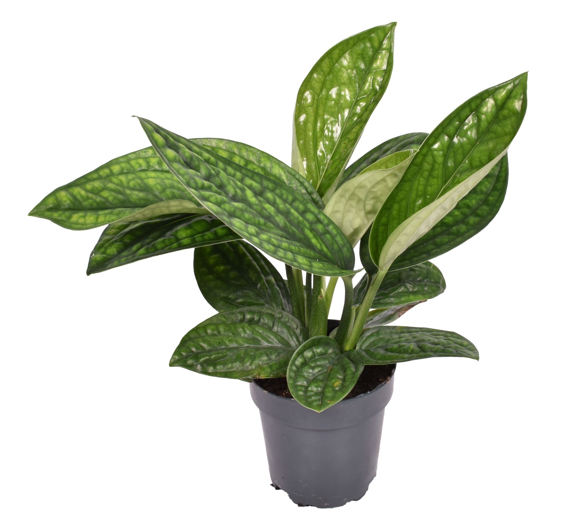Epipremnum Pinnat...