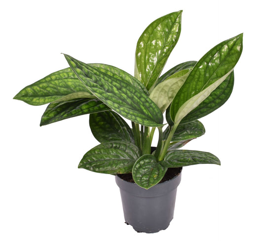 Epipremnum Pinnatum 'Marble Planet' with variegated green and creamy white marbled leaves in a modern white pot, displayed indoors.