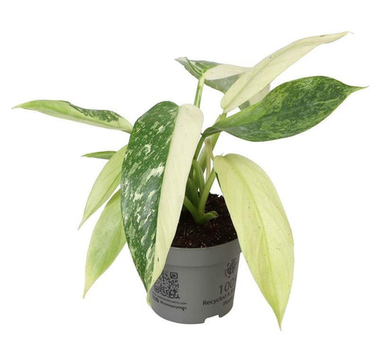 Philodendron Hybrid Jose Buono - Lifestyle