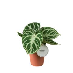 Anthurium Silver Blush - Rare Indoor House Plant - نبات داخلي