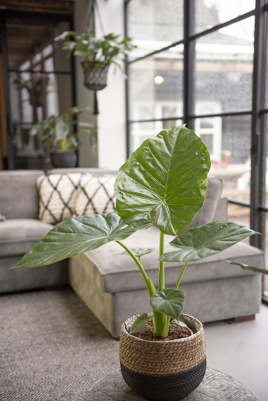 Alocasia Macrorrhiza - Indoor House Plant - نبات داخلي