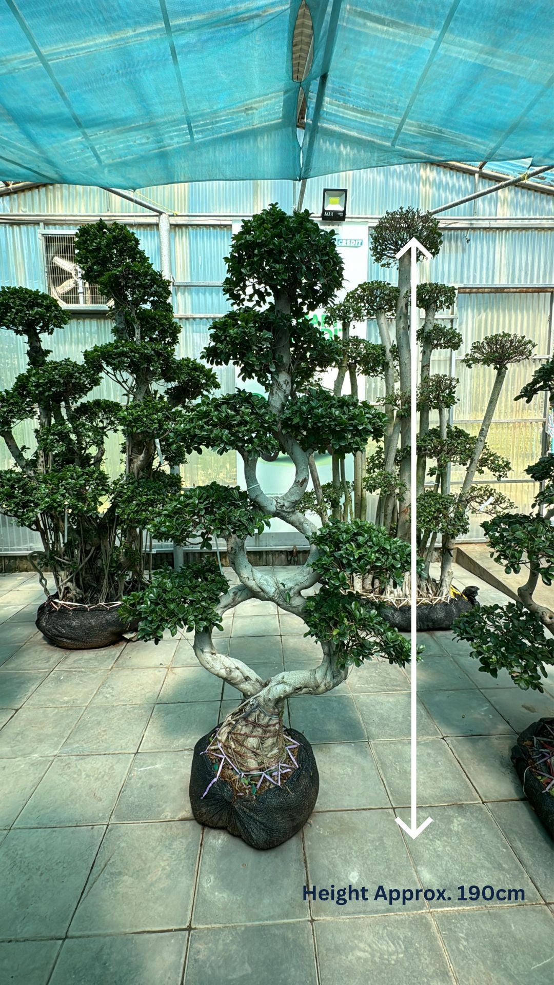 Bonsai Ficus Microcarpa Tree - Indoor Plant - شجرة بونساي