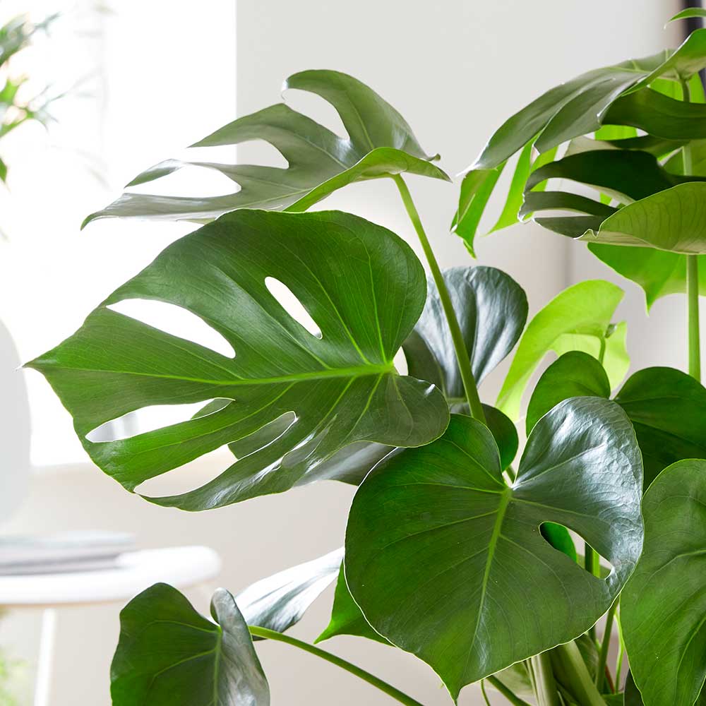 The Monstera Deliciosa, often referred to as the "Swiss Cheese Plant," is a popular and iconic indoor house plant known for its large, glossy leaves and unique leaf fenestrations. This tropical beauty adds a touch of exotic elegance to any indoor space, making it a favorite among plant enthusiasts. Order your Monstera Deliciosa from Plant and Pot Co., with fast delivery available in Kuwait, and bring the lushness of the tropics into your home.