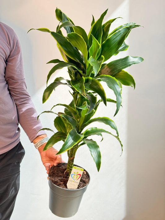 Dracaena Dorado - Indoor House Plant - نبات داخلي - دراسينا