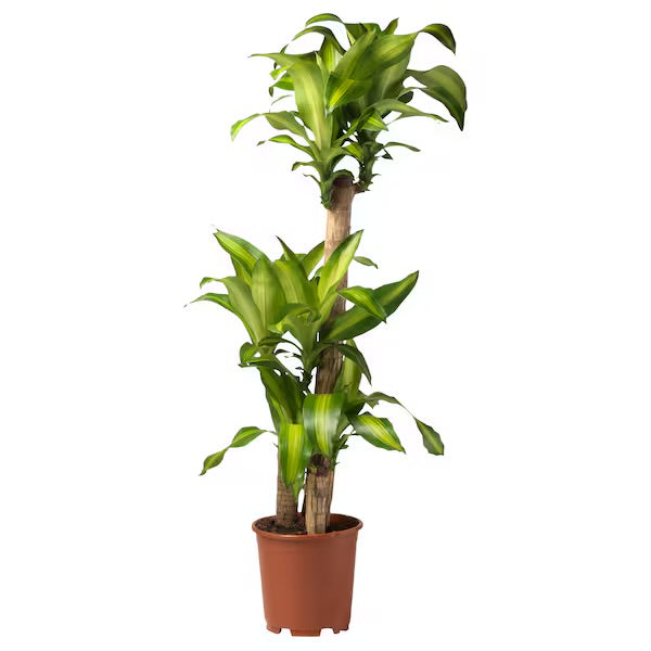 Dracaena fragrans Massangeana - Indoor House Plant - النباتات الداخلية