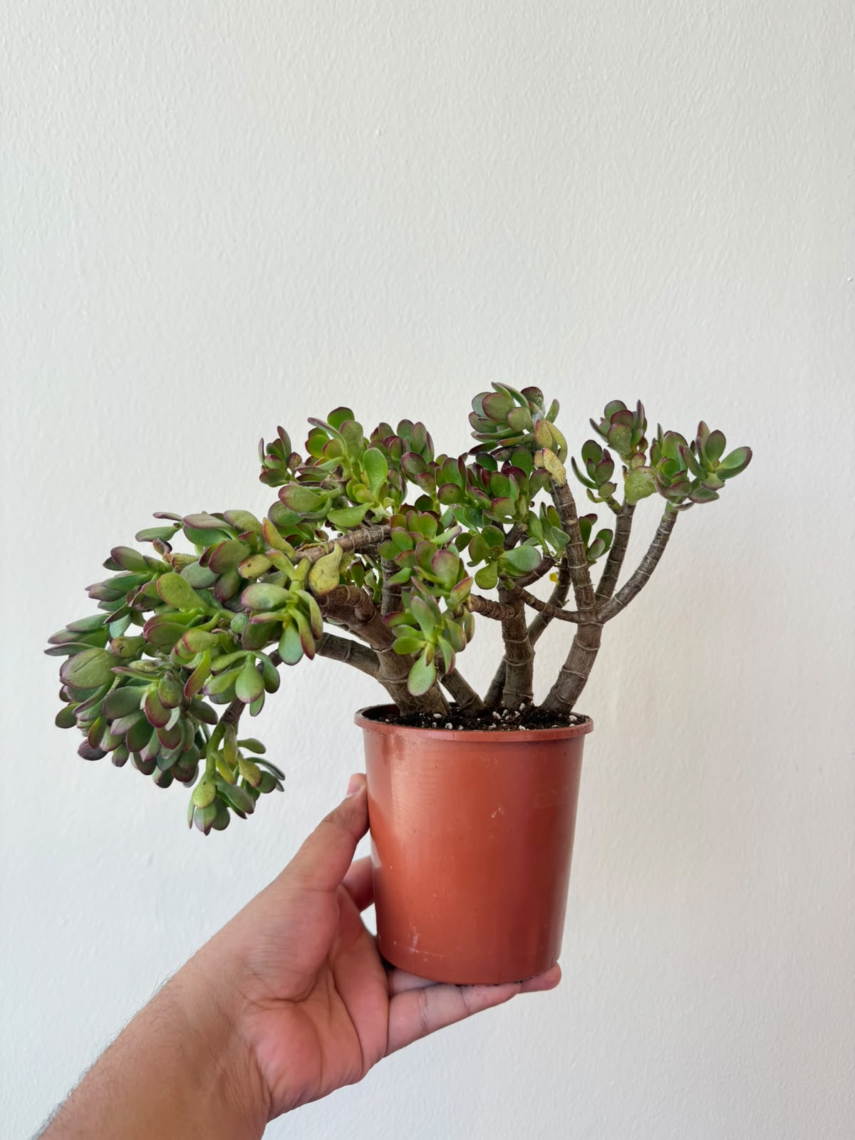 Crassula Obliqua 'Gollum' - Succulent Plant - Indoor House Plant