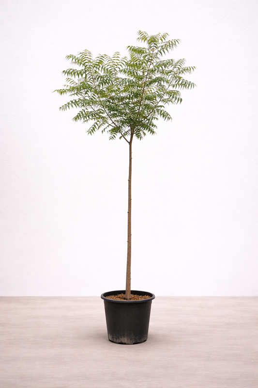 Neem Tree - Azadirachta Indica - شجرة النيم