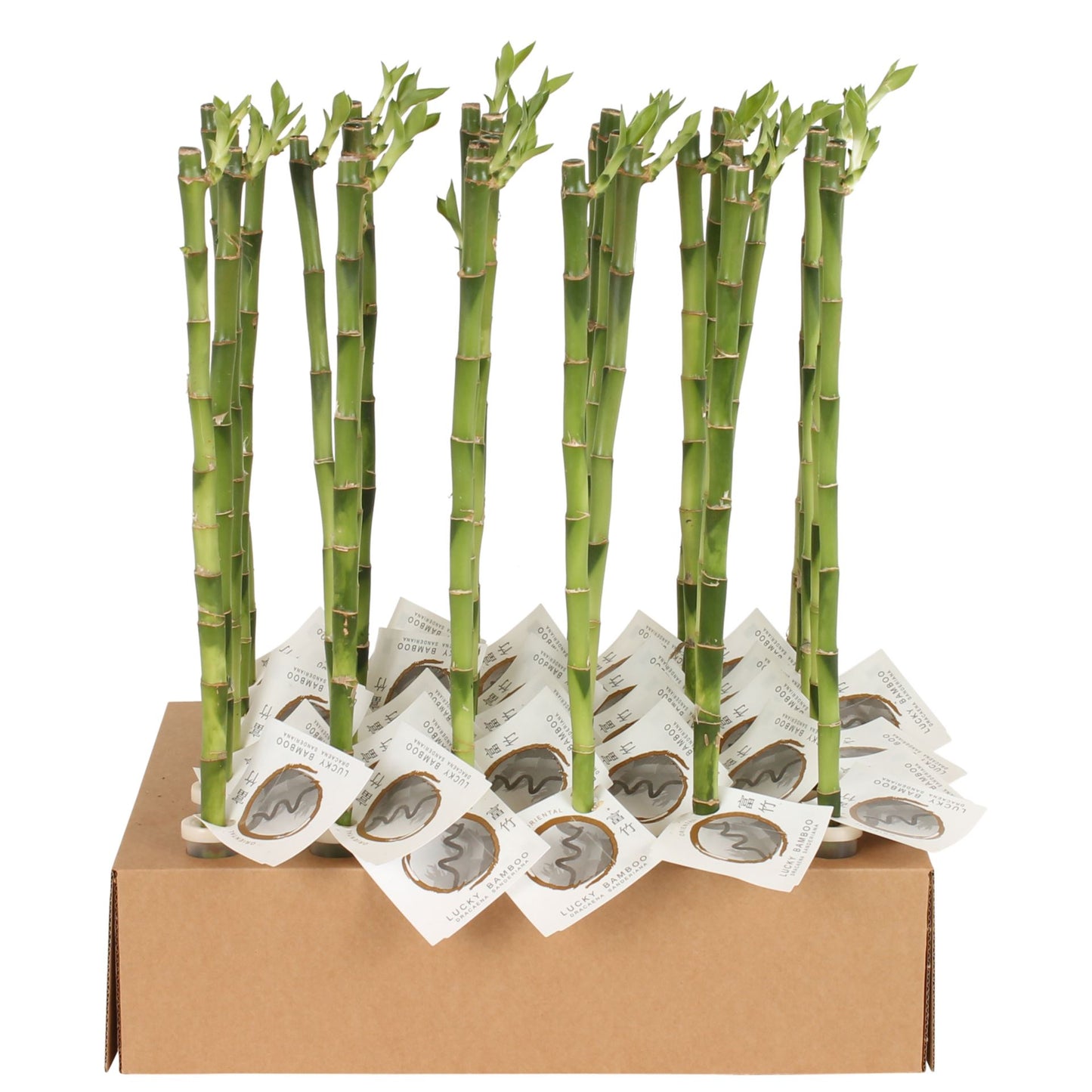 Lucky Bamboo Stem Spiral 70Cm - Tabletop Indoor Plant - نبتة بامبو