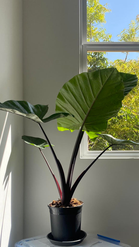Alocasia Dark Star - Rare Indoor House Plant - نبات داخلي - ألوكاسيا