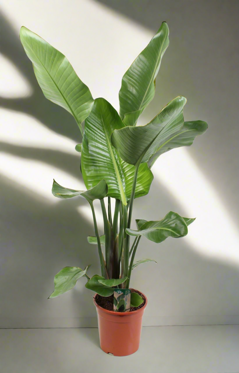 Strelitzia Nicolai 3pp - Bird of Paradise Plant - Indoor House Plant - نبات داخلي