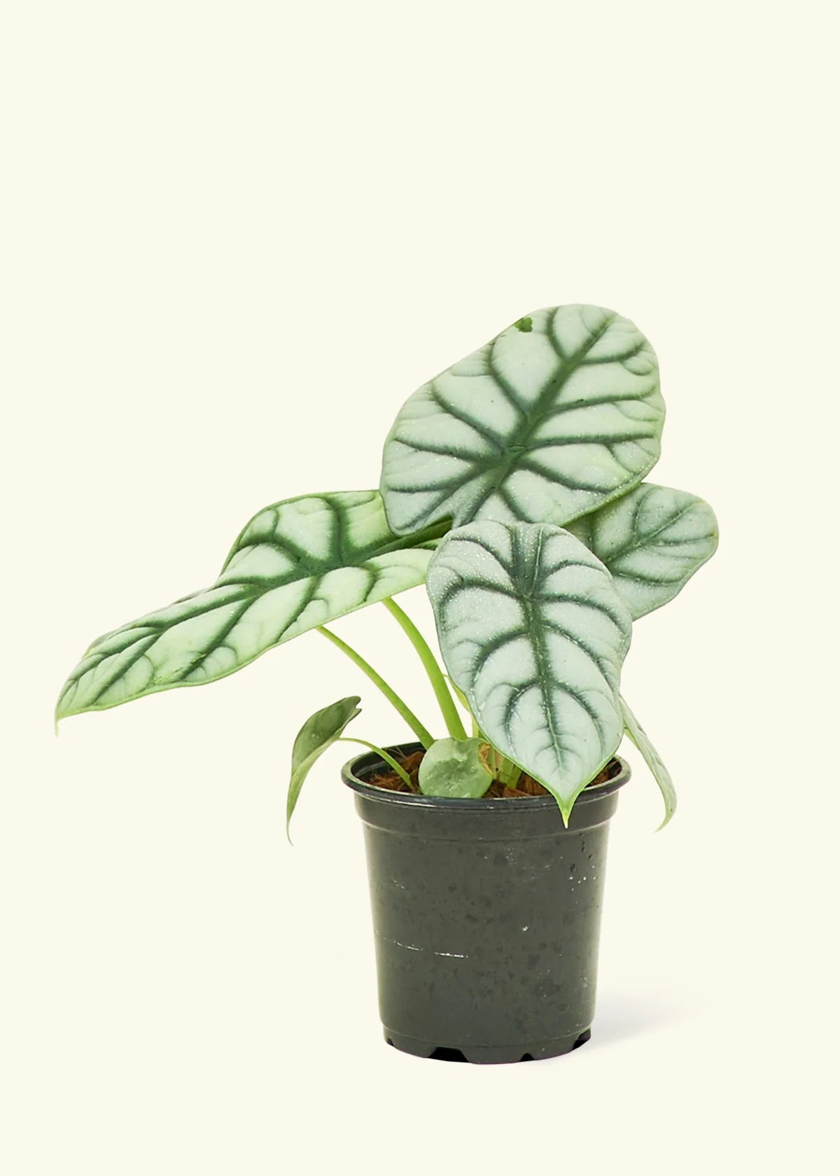 Alocasia Silver Dragon - Indoor House Plant