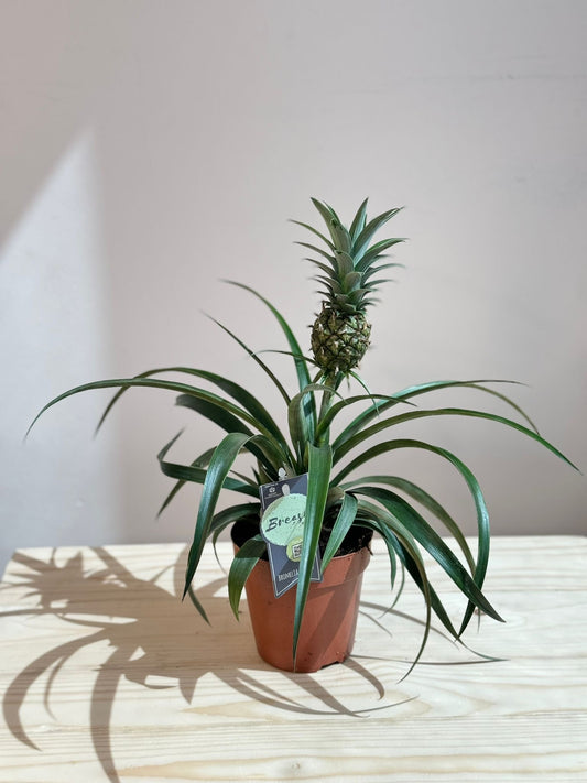 Ananas Mi Amigo – Cozy Living Room Tabletop