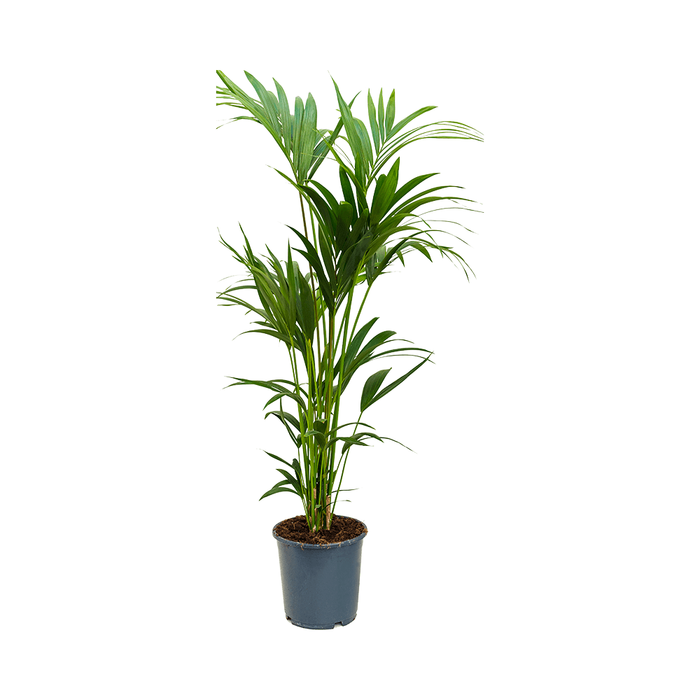 Kentia Howea Forsteriana 140Cm - Indoor House Plant