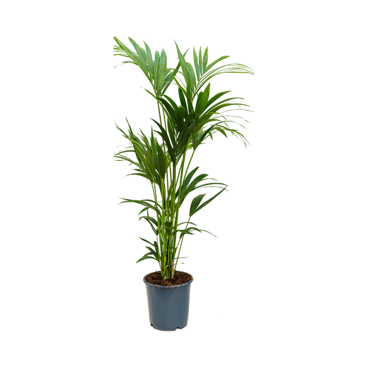 Kentia  Howea Forsteriana 140Cm - Indoor House Plant