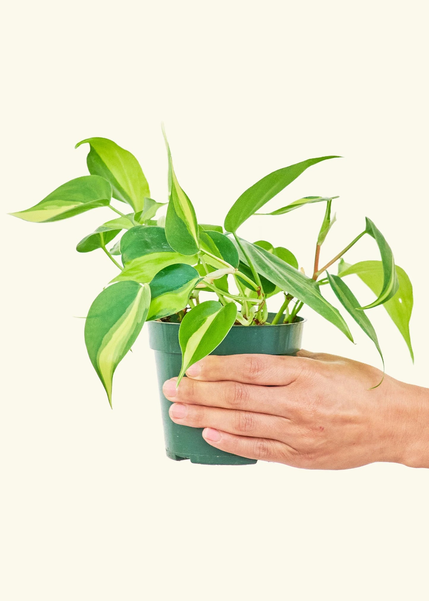 Philodendron Scandens Brasil with heart-shaped, variegated green and yellow leaves, displayed in an indoor setting.