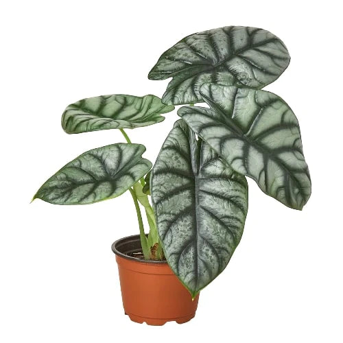 Alocasia Silver Dragon - Indoor House Plant