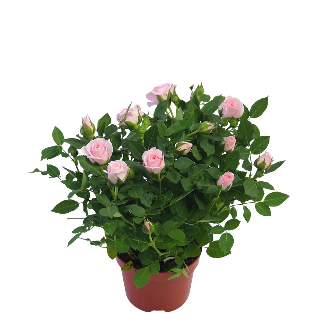 Rose Plant - Rosa Flowering - Indoor House Plant