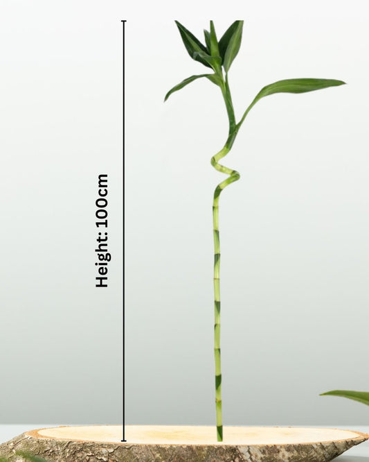 Spiral Lucky Bamboo - نبتة بامبو