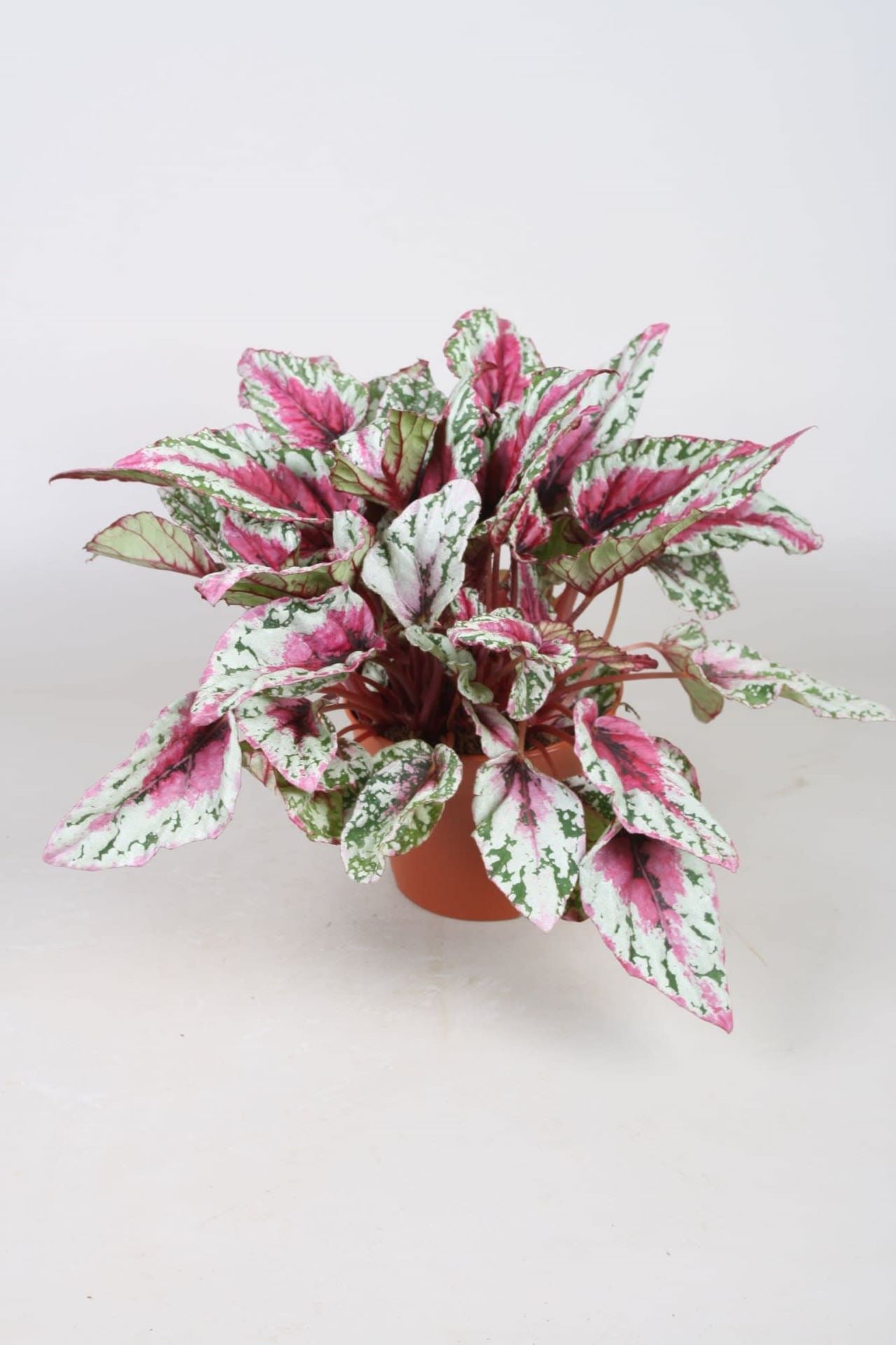 Begonia Maui Suns...