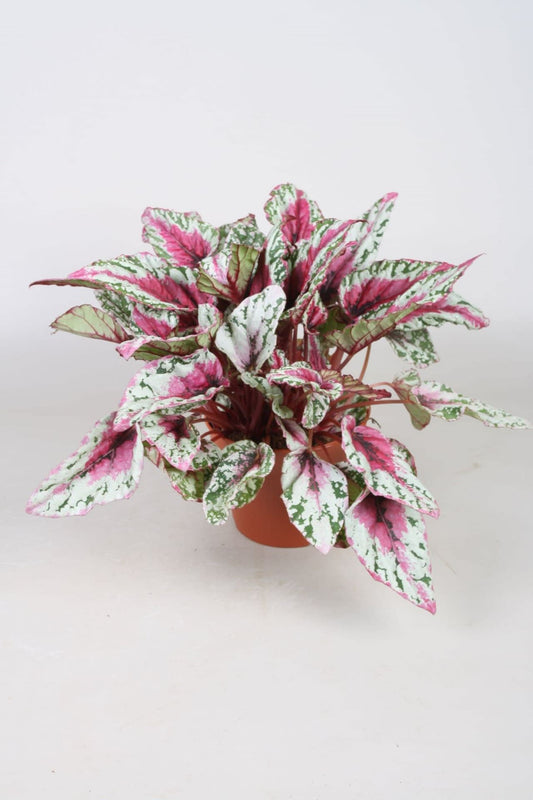 Begonia Maui Sunset - Indoor House Plant - نبات داخلي