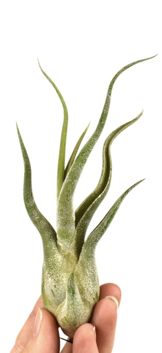 Tillandsia Caput Medusa - Indoor House Plant - نبات داخلي