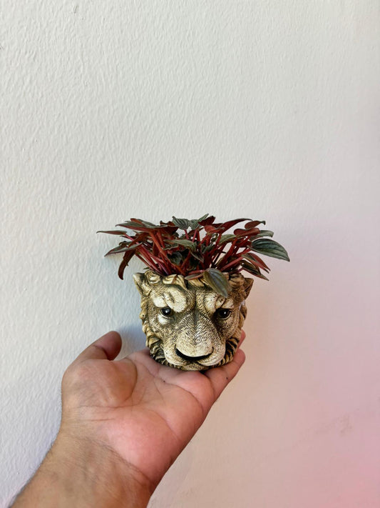 Peperomia Caperata in Lion Pot - Indoor Plant