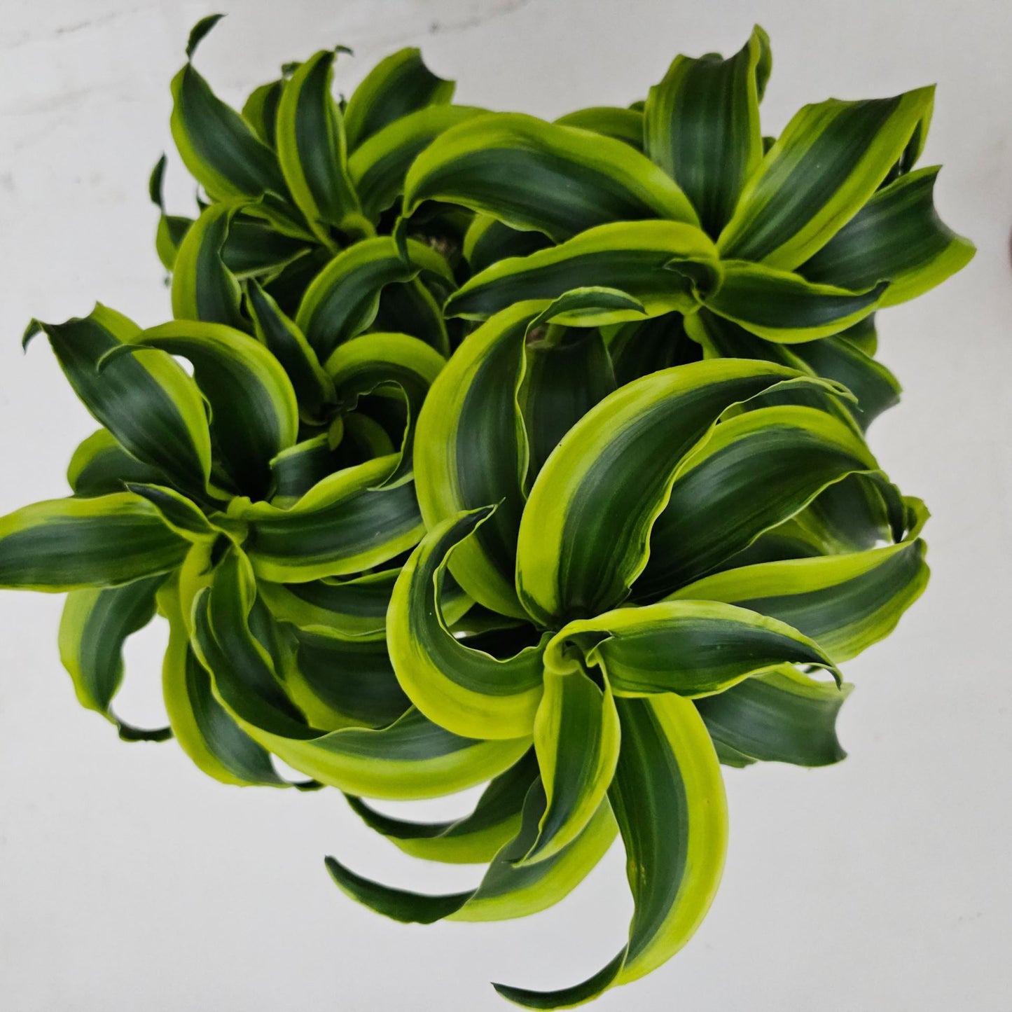 Dracaena Tornado branched - نبات داخلي